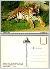 Continental Siberian Tiger Los Angeles Zoo Postcard