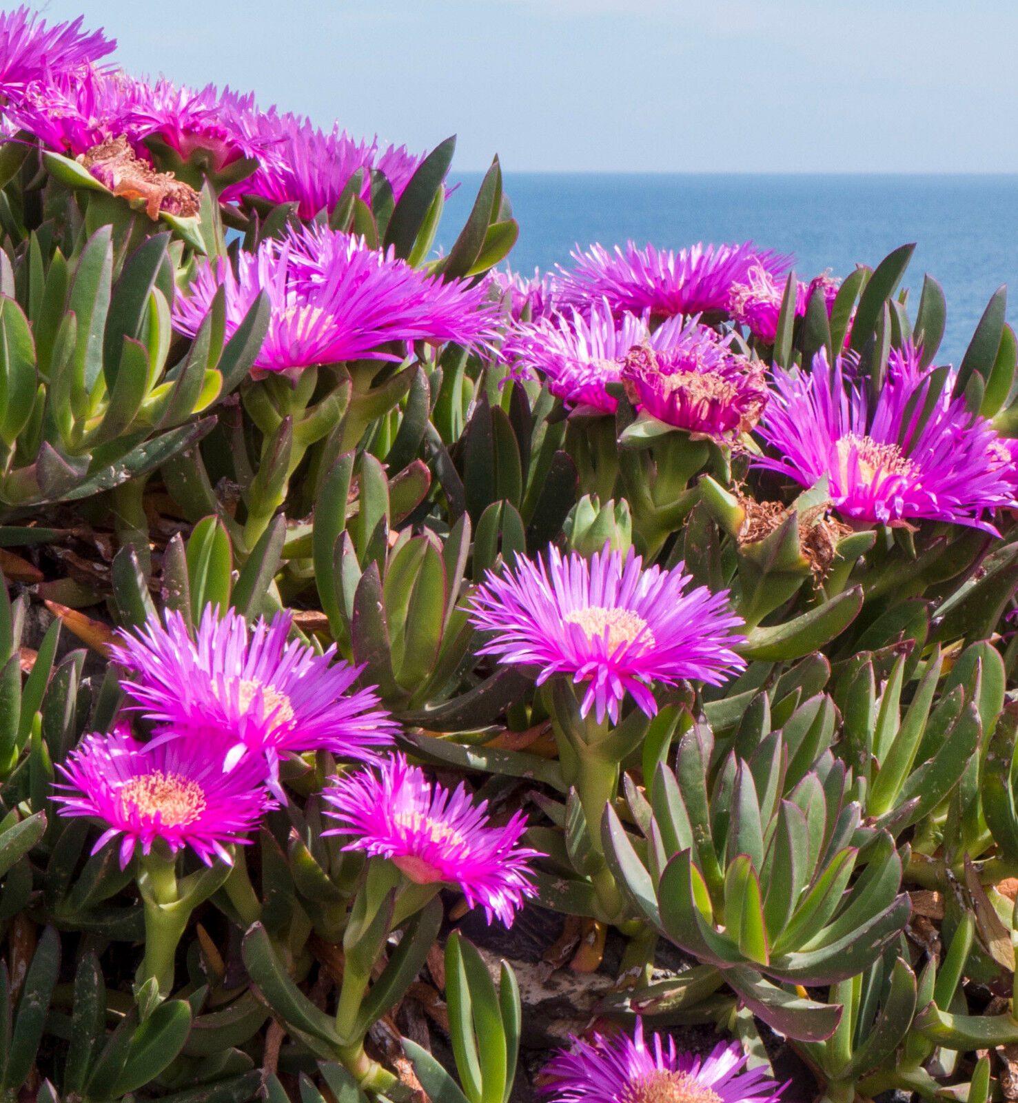 Carpobrotus Virescens Exotic Ice Plant Living Succulent Mesembs Seed Seeds For Sale Online Ebay