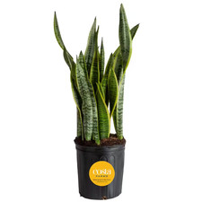 Sansevieria Laurentii Indoor Snake Plant in 8.75 In. Grower Pot, Avg. Shipping H