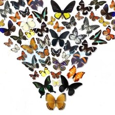 40pcs（Butterfly species with no duplicates）​natural Real Butterflies Specimen