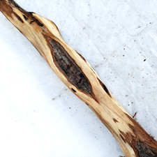 51" Diamond Willow Carving Wood Blank Walking Stick