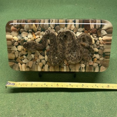 Vintage Preserved Diamondback Rattlesnake In Resin