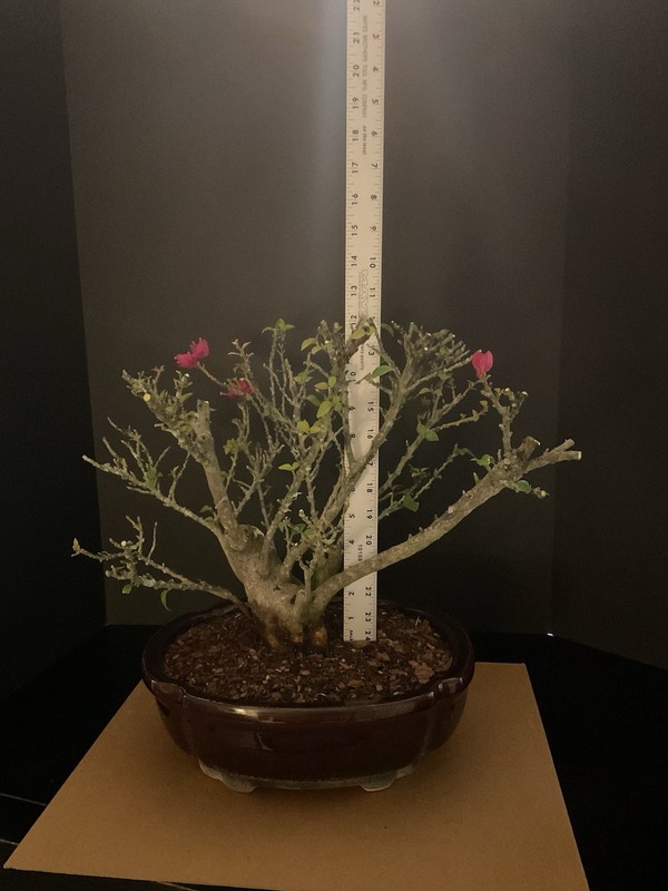 Bougainvillea bonsai 3 inch trunk Hand Carved Deadwood