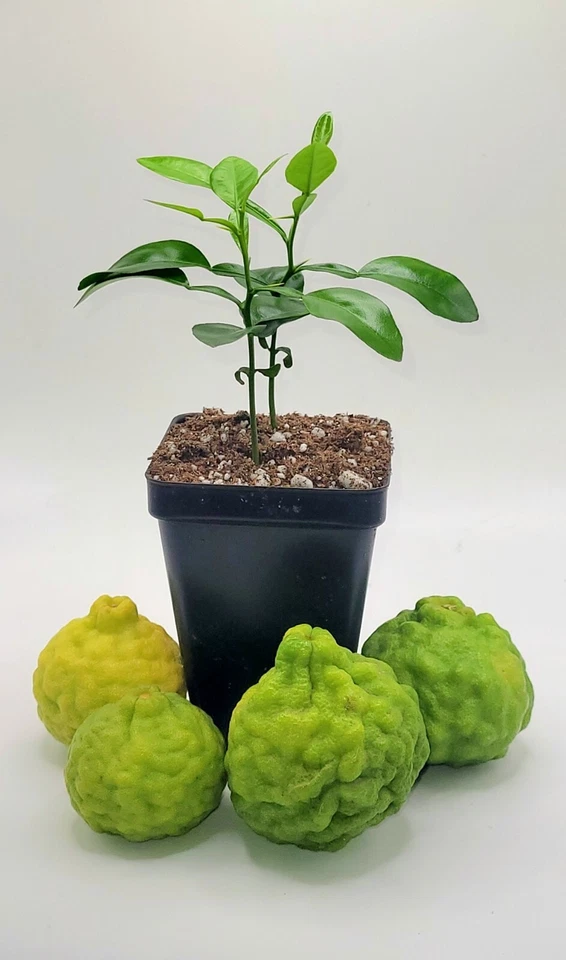 Pot of 3 healthy kaffir lime plants, 2-4 inches tall. - Image 2 of 4