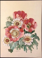 E. WITZLEBEN Poppies Striped Background Chromolitho Art Print 8 x 10"