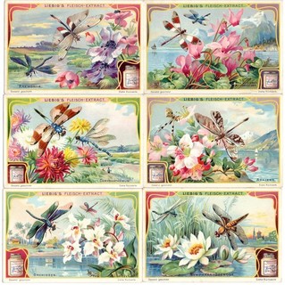 LIEBIG Bilder Serie A 725 "Blumen und Insekten"