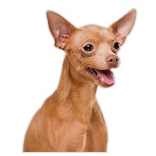 Smiling Cute Brown Chihuahua Sticker Car Decal Peeking Dog Vinyl Bumper Window