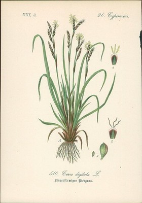 Chromolithographie : Fingerförmiges Riedgras. Finger-Segge. Carex digitata L. Cy