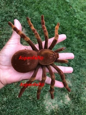 On Sale Realistic Spider Tarantula Fake/Prank BROWN~Extra Lrg Sz  4.50 x 7.5