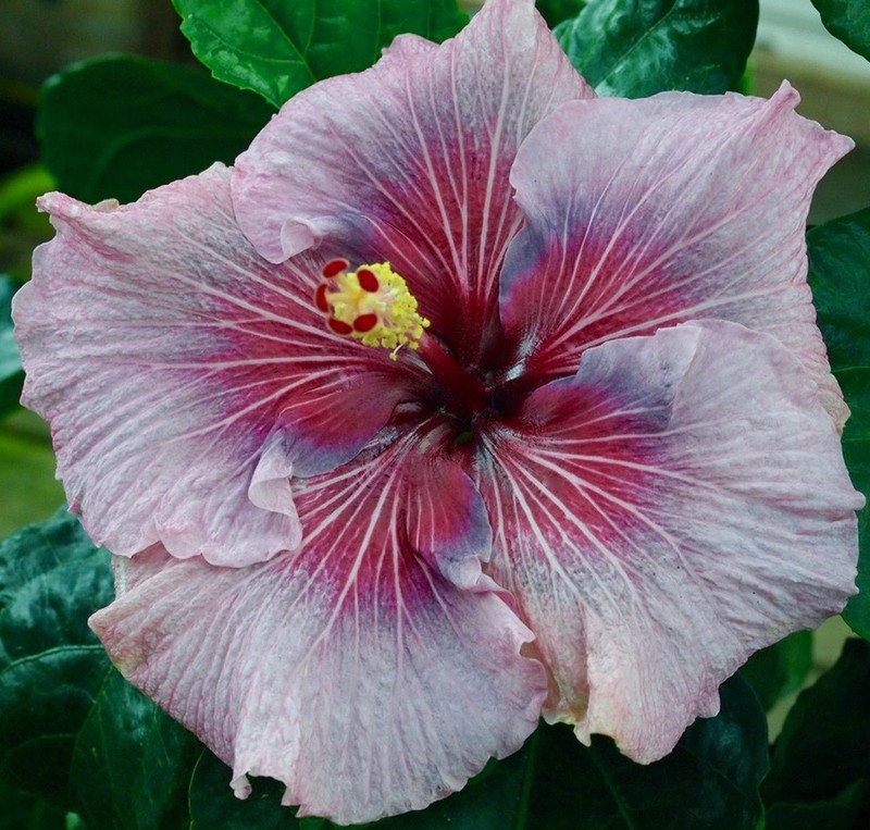 OCEAN OF LOVE Tropical Hibiscus -- Plant in 4.5" pot