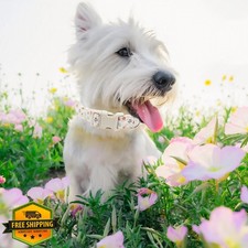 Floral Dog Collar S Orange Big Flowers Small Girl Dog Cotton