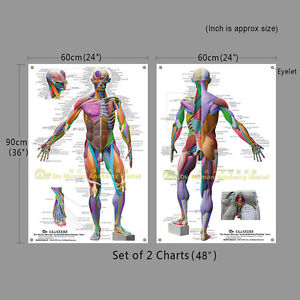 Anatomy Posters Muscle Charts