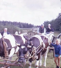 Vintage Stereo Realist Photo 3D Slide DENMARK Costumed Farmer in Oxcart