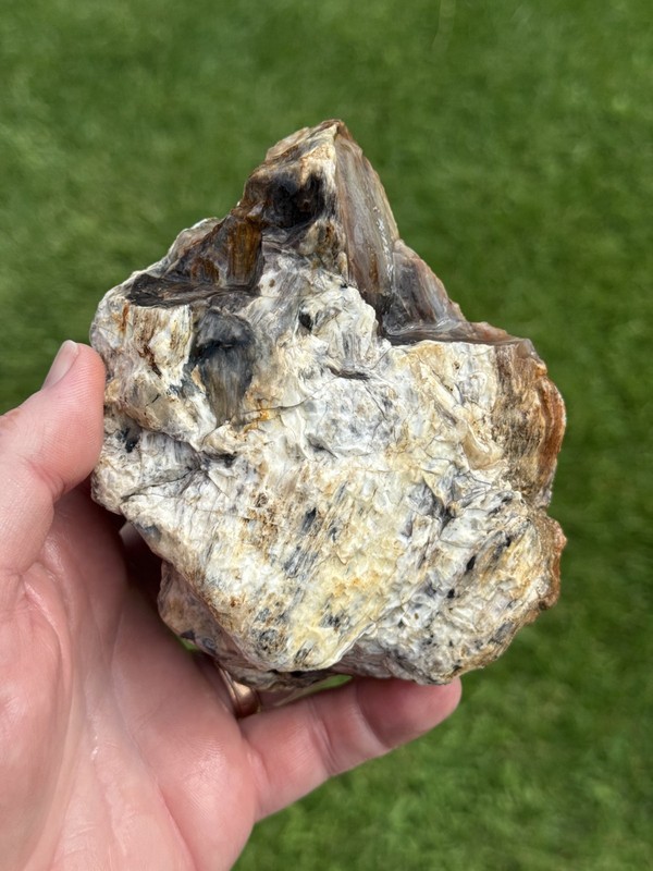 PETRIFIED WOOD - Park City, Silver Creek Junction, Summit County, Utah
