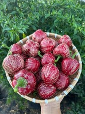 Dieghito Jalape o Pepper Seeds