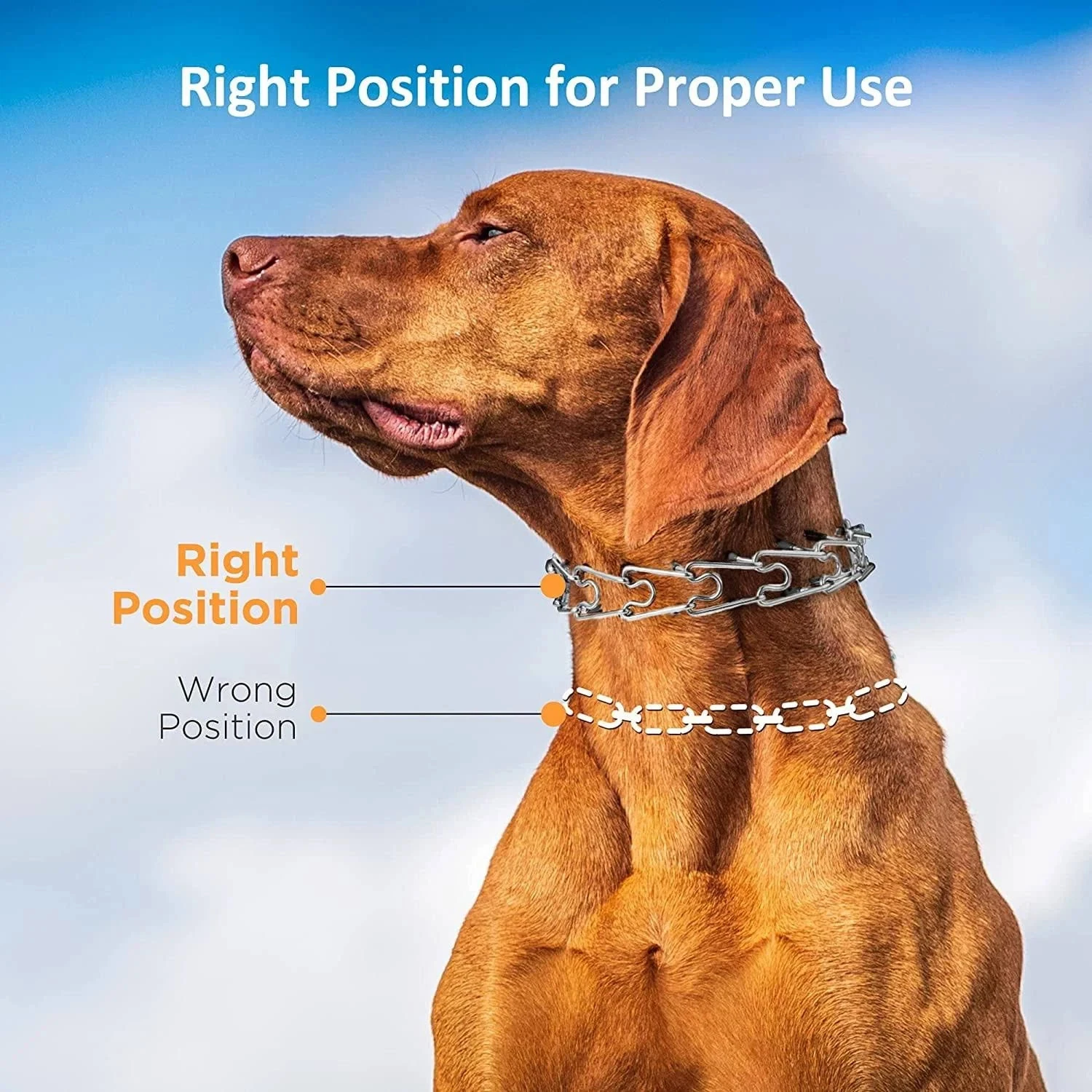 Dog Collar