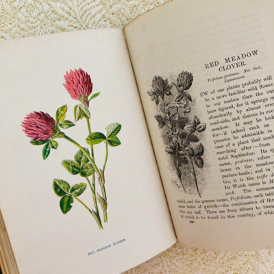 Familiar Wild Flowers　希少なアンティーク植物図鑑　洋書古書 Familiar Wild Flowers Vol.2 Antique Botanical Encyclopedia Book
