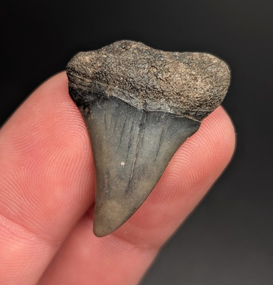 #ad Beautiful Mako Shark Tooth North Carolina Quality Fossil $19.75