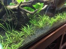 BUY 2 GET 1 FREE (3) Chain Sword Narrow Leaf Plants Aquarium Plants