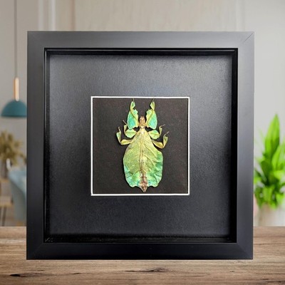 Gerahmtes Blatt Insekten Exemplar: Pulchriphyllium bioculatum Wandbild