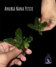 BUY 2 GET 1 FREE Anubias Nana Petite Golden Bare Root Small Aquarium Plants