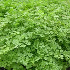 300 SEEDS - Chervil FRENCH PARSLEY - herb spice GroCo* USA - BUY 15-SHIPS FREE