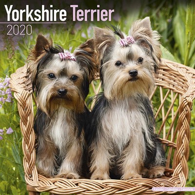 Yorkie Calendar 2020 Premium Dog Breed Calendars | eBay