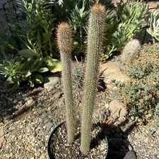 Peniocereus serpentinus 'Serpent or Snake Cactus'