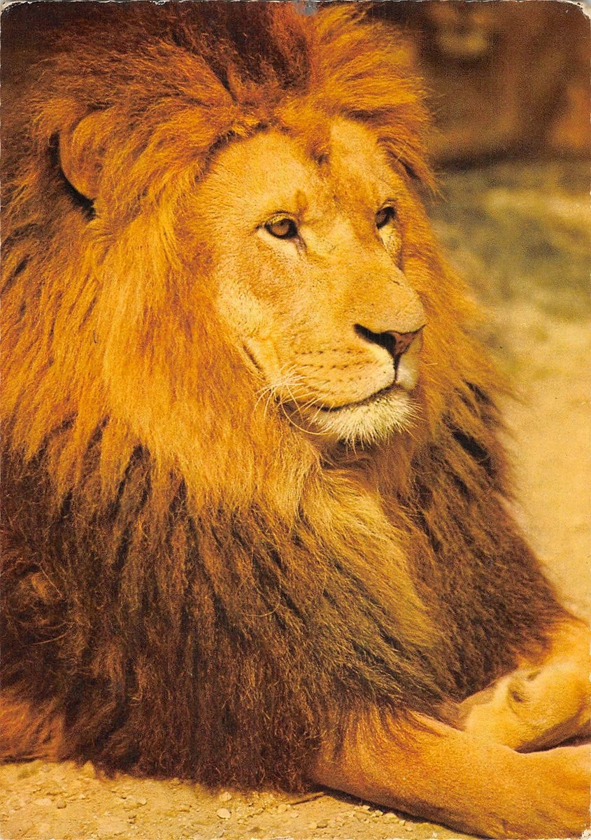 Lionページ US4807 Lion Animau Postcard | eBay
