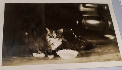 Rare Antique Vintage American Kitten Cat Milk Mustache Susie Q Snapshot Photo US