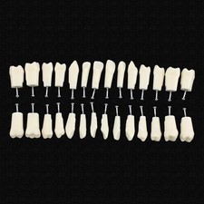 fit Kilgore Nissin 200 Model Dental Typodont Teeth Replacement Screws 28pc/lot