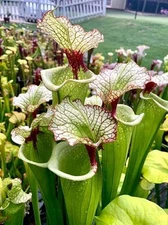 Sarracenia x ‘Leah Wilkerson’ — Massive 3’ Pitchers, White Lids — L Division 