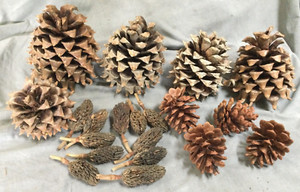 Coulter Pine Cone Magnolia Seed Pod - Lot Of 20 All Natural