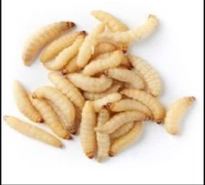 Live Wax worms Qty:250-1,000 Feeding Reptiles/Fishing USPS Free shippin & FedEx