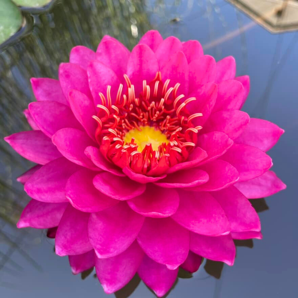 Opal Perry Perry's Fire Opal Red Hardy Waterlily Live Fresh Tuber Plants Pond ...