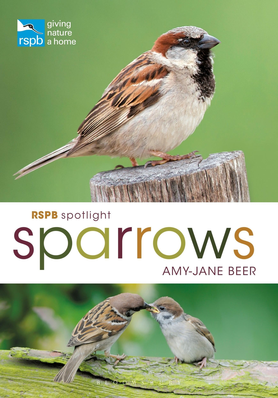 Thumbnail - Amy-jane Beer | Rspb Spotlight Sparrows | Taschenbuch | Englisch