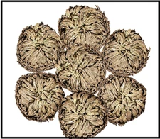 7 Pack Rose of Jericho Dried Plants - Rosa De Jerico Original, Dried Fern Like