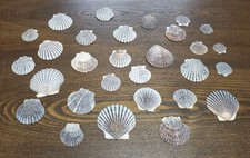 Mixed Lot 18 Natural Scalloped Sea Shells Seashells Beach Scallop Striped Ocean
