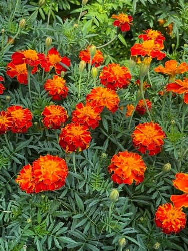 100+ Red and Gold French Marigold Flower Seeds Canada Container Gardening - Picture 6 of 11