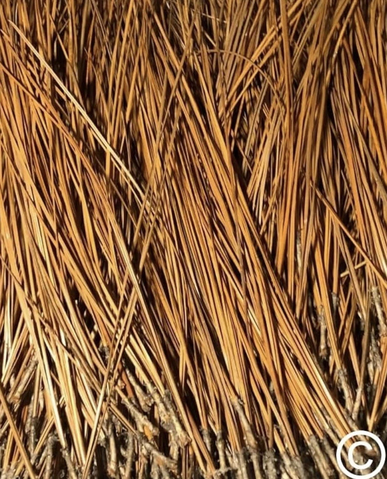 The Tall Pine Long Leaf Pine Needles for Basket Making Basketry 16oz per Bundle - Image 2 of 4