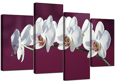 Große pflaumenweiße Blumen Orchideen Leinwand Wandbilder Bilder 4116