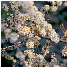 5 Blackthorn Hedging 2-3ft, Prunus Spinosa, Native Flowering Sloe Berry