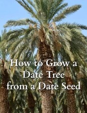 Organic Medjool Date Palm Seeds - 5x Seeds - Grow