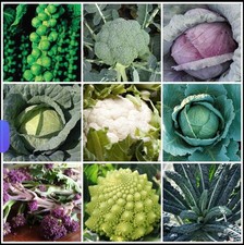 Winter Veg Plug Plant Pack x 60 