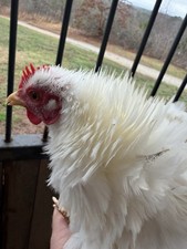 Serama Hatching Eggs from Show Stock NPIP 6 