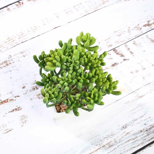 Green 3 Assorted 7" Faux Jelly Bean Succulent Plants Off White Pots Sale - Picture 6 of 7