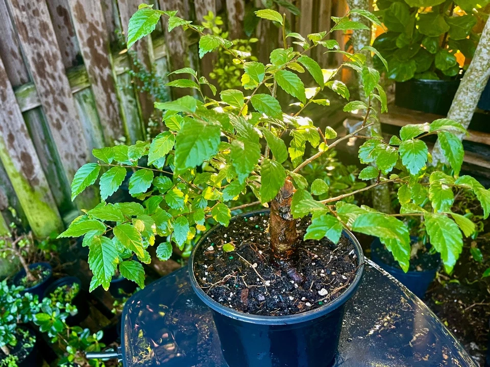 Olmo chino pre-bonsái/árbol bonsái resistente al frío/hojas pequeñas 5 años Foto 4 de 4