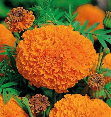 #ad African Marigold TALL ORANGE CRACKERJACK Huge Double Blooms Non GMO 100 Seeds $3.98