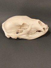 Cruelty Free Black Bear Skull