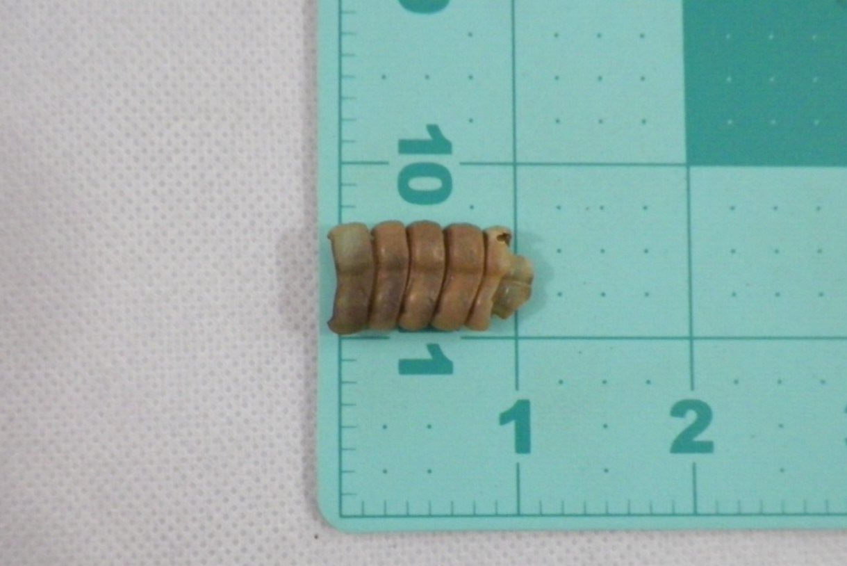 Rattlesnake Rattle (1117) Snake Tail Guitar Good Luck Charm, Crafts